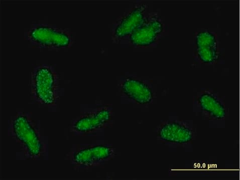 Anti-VGLL2 antibody produced in mouse purified immunoglobulin, buffered aqueous solution