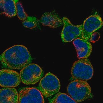 Anti-Rasgrp3 Antibody Produced In Rabbit Prestige Antibodies&#174; Powered by Atlas Antibodies, affinity isolated antibody, buffered aqueous glycerol solution