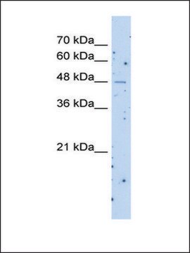 Anti-SLC22A23 antibody produced in rabbit IgG fraction of antiserum