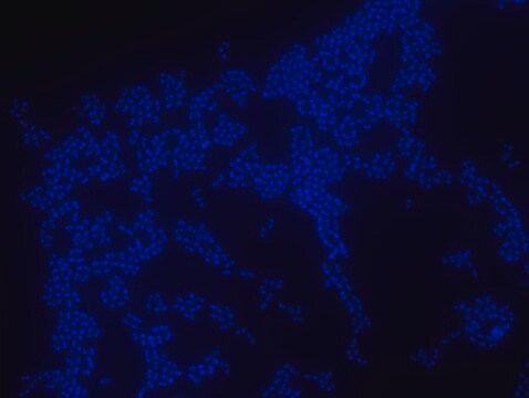 Sonda FISH Enterococcus faecium - ATTO 488 Probe for fluorescence in situ hybridization (FISH), 20&#181;M in water