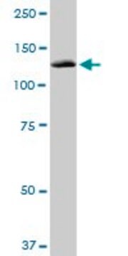 Monoclonal Anti-PITRM1 antibody produced in mouse clone 1H3, purified immunoglobulin, buffered aqueous solution