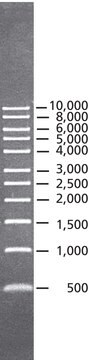 DirectLoad&#8482; 1 kb DNA ラダー ready-to-use marker for DNA electrophoresis