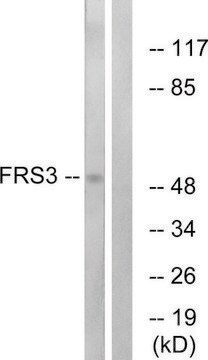 Anti-FRS3 antibody produced in rabbit affinity isolated antibody