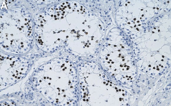 Anti-SCP-3 Antibody, clone 3M19 ZooMAb&#174; Rabbit Monoclonal recombinant, expressed in HEK 293 cells