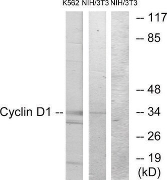 Anti-CYCLIN D1 antibody produced in rabbit affinity isolated antibody