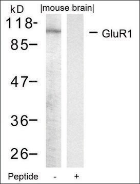 Anti-GRIA1 (Ab-849) antibody produced in rabbit affinity isolated antibody