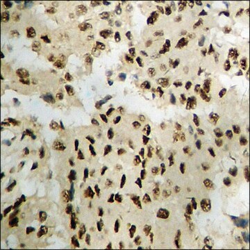 Anti-phospho-STAT5A (pSer780) antibody produced in rabbit affinity isolated antibody