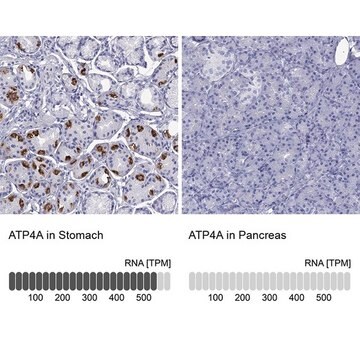 Anti-ATP4A antibody produced in rabbit Prestige Antibodies&#174; Powered by Atlas Antibodies, affinity isolated antibody, buffered aqueous glycerol solution