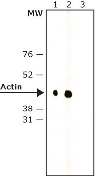 Monoclonal Anti-Rabbit IgG, Native&#8722;Peroxidase antibody produced in mouse clone RabT-50, purified from hybridoma cell culture