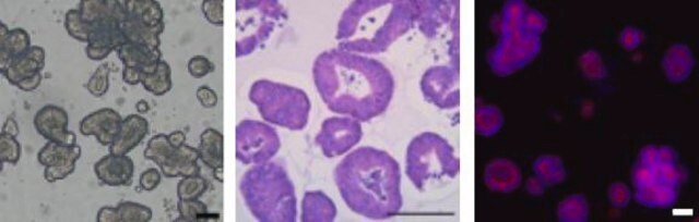 3dGRO&#174; Human CRC Organoids (ISO49)