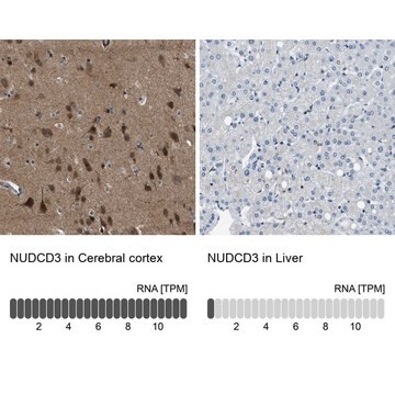 Anti-NUDCD3 antibody produced in rabbit Prestige Antibodies&#174; Powered by Atlas Antibodies, affinity isolated antibody, buffered aqueous glycerol solution, Ab3