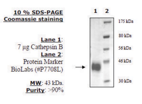 Cathepsin B Active 人 recombinant, expressed in FreeStyle&#8482; 293-F cells, &#8805;90% (SDS-PAGE)