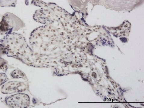 Monoclonal Anti-DCPS antibody produced in mouse clone 3E5, purified immunoglobulin, buffered aqueous solution