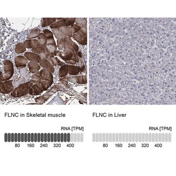 Anti-FLNC antibody produced in rabbit Prestige Antibodies&#174; Powered by Atlas Antibodies, affinity isolated antibody, buffered aqueous glycerol solution