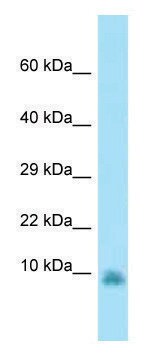 Anti-Gng13 (N-terminal) antibody produced in rabbit affinity isolated antibody