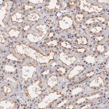 Anti-NR4A2 antibody produced in rabbit Prestige Antibodies&#174; Powered by Atlas Antibodies, affinity isolated antibody, buffered aqueous glycerol solution