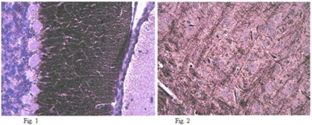 Anti-Caspr Antibody, clone K65/35 clone K65/35, from mouse