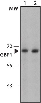 Monoclonal Anti-GBP1 antibody produced in rat ~1.0&#160;mg/mL, clone GBP 1B1, purified immunoglobulin, buffered aqueous solution