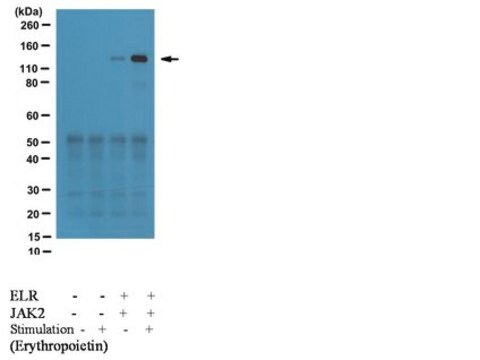 Anti-phospho-JAK2 (Tyr317) Antibody serum, from rabbit