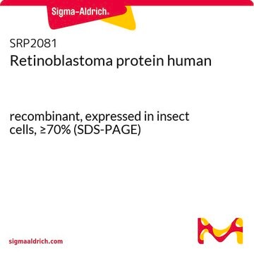 網膜芽細胞腫タンパク質 ヒト recombinant, expressed in insect cells, &#8805;70% (SDS-PAGE)