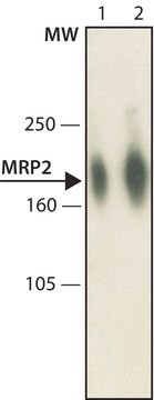 Anti-MRP2 antibody, Mouse monoclonal clone CPR96, purified from hybridoma cell culture