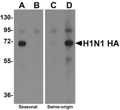 Anti-Seasonal H1N1 Hemagglutinin antibody produced in rabbit affinity isolated antibody