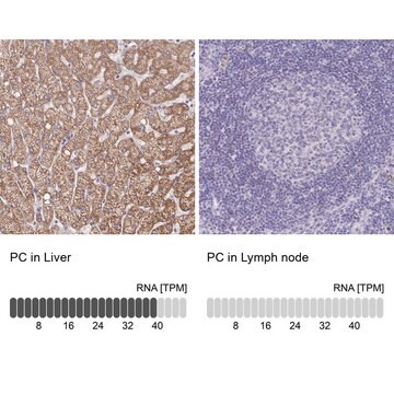 Anti-PC antibody produced in rabbit Prestige Antibodies&#174; Powered by Atlas Antibodies, affinity isolated antibody, buffered aqueous glycerol solution