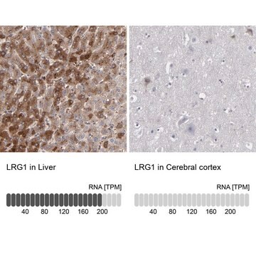 抗-LRG1 兔抗 Ab1, Prestige Antibodies&#174; Powered by Atlas Antibodies, affinity isolated antibody, buffered aqueous glycerol solution