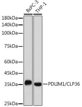 Anti-PDLIM1/CLP36 antibody produced in rabbit