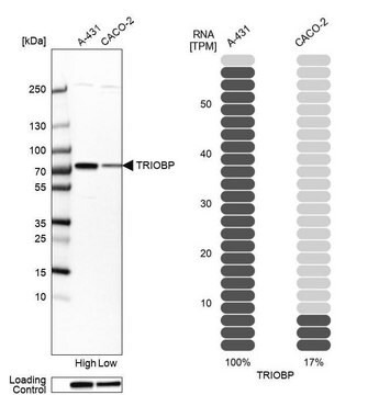 抗TRIOBP ウサギ宿主抗体 Prestige Antibodies&#174; Powered by Atlas Antibodies, affinity isolated antibody, buffered aqueous glycerol solution