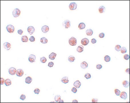 Anti-FOXO1 antibody produced in rabbit affinity isolated antibody, buffered aqueous solution