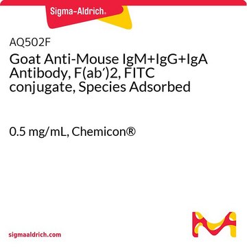 Anticorpo di capra anti-IgM+IgG+IgA di topo, F(ab&#8242;)2, coniugato FITC, preadsorbito 0.5&#160;mg/mL, Chemicon&#174;