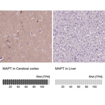 Anty-MAPT Prestige Antibodies&#174; Powered by Atlas Antibodies, affinity isolated antibody, buffered aqueous glycerol solution