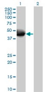 Anti-NOV antibody produced in mouse purified immunoglobulin, buffered aqueous solution