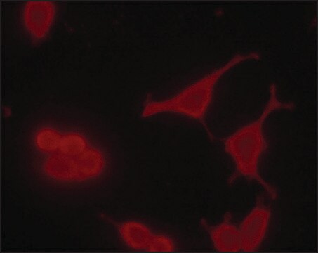 Monoclonal Anti-phospho MDMX (pTyr55) in Maus hergestellte Antikörper ~2&#160;mg/mL, clone PH-MDMX-55, purified immunoglobulin, buffered aqueous solution