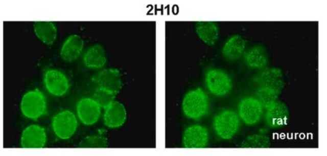 Anti-Nup98 Antibody, clone 2H10 clone 2H10, from rat