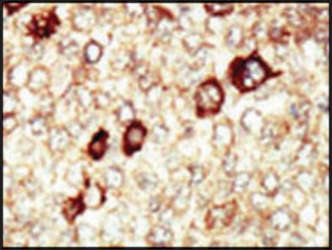 Anti-FGFR4 (N-term) antibody produced in rabbit IgG fraction of antiserum, buffered aqueous solution