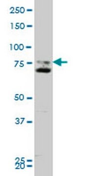 Anti-SMO Mouse mAb (1D9) liquid, clone 1D9, Calbiochem&#174;