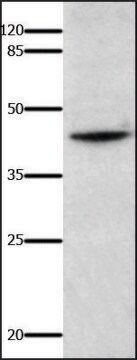 Anti-IL18BP antibody produced in rabbit affinity isolated antibody