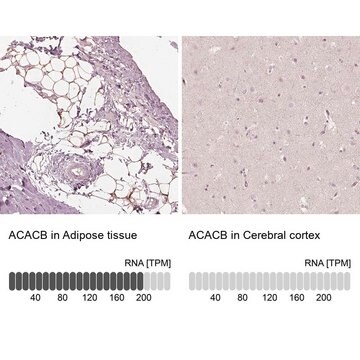 Anti-ACACB antibody produced in rabbit Prestige Antibodies&#174; Powered by Atlas Antibodies, affinity isolated antibody, buffered aqueous glycerol solution