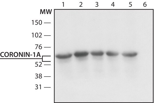 Anti-Coronin-1A (N-terminal) antibody produced in rabbit ~1.5&#160;mg/mL, affinity isolated antibody