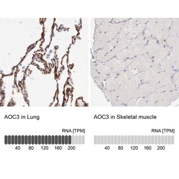 Anti-AOC3 antibody produced in rabbit Prestige Antibodies&#174; Powered by Atlas Antibodies, affinity isolated antibody, buffered aqueous glycerol solution