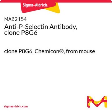 Anti-P-Selectin Antibody, clone P8G6 clone P8G6, Chemicon&#174;, from mouse