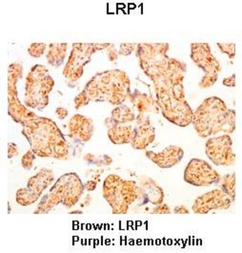 抗LRP1抗体(ab1) ウサギ宿主抗体 affinity isolated antibody