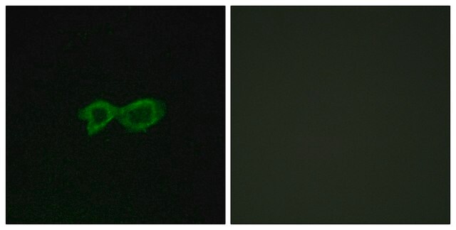 Anti-OR13C4 antibody produced in rabbit affinity isolated antibody