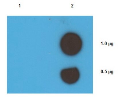 Anticorpo anti-addotti cisplatino-DNA, clone ICR4 clone 1CR4, from rat