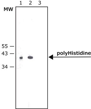 Anticorps monoclonal de souris anti-polyHistidine&#8722;phosphatase alcaline clone HIS-1, purified from hybridoma cell culture