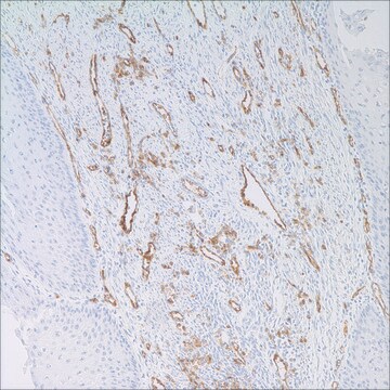 CD31 (JC70)