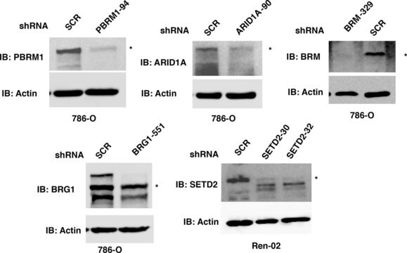 抗ARID1A ウサギ宿主抗体 Prestige Antibodies&#174; Powered by Atlas Antibodies, affinity isolated antibody, buffered aqueous glycerol solution