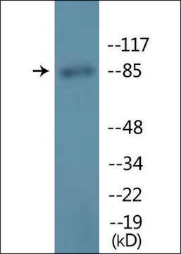 Anti-phospho-GR (pSer211) antibody produced in rabbit affinity isolated antibody